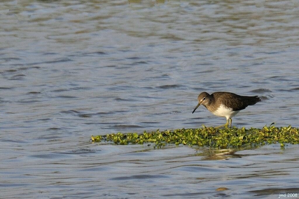 Green Sandpiper