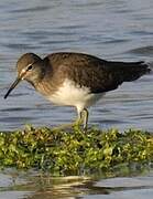 Green Sandpiper