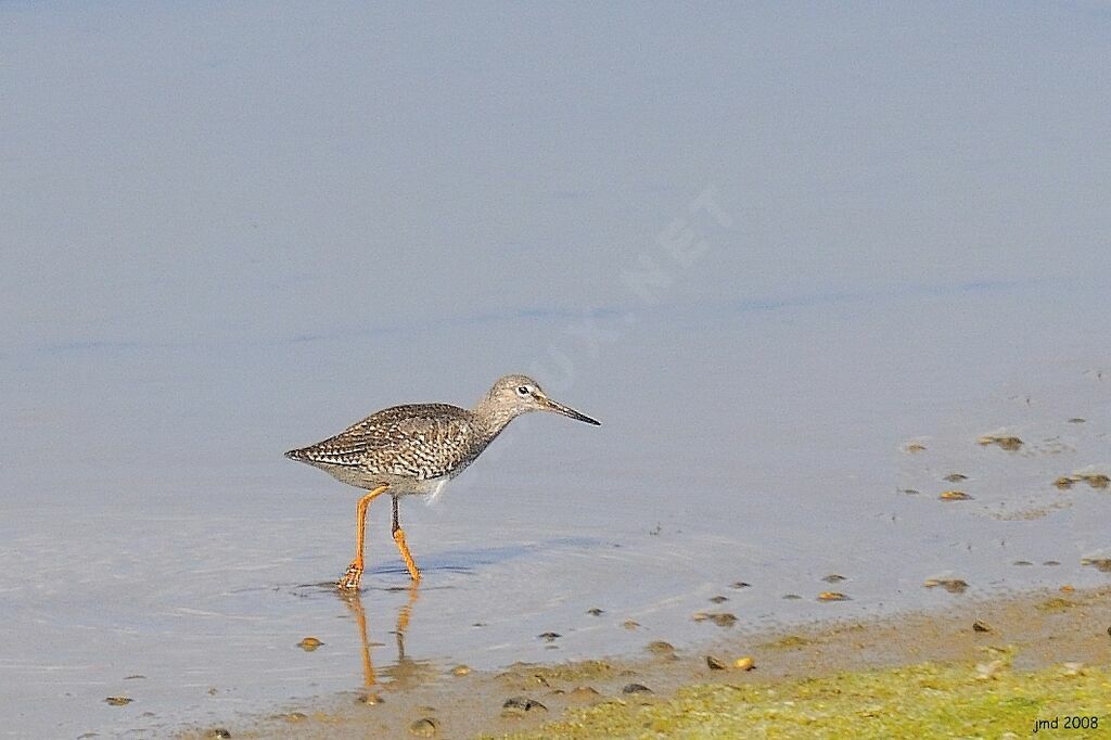 Common Redshank