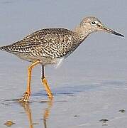 Common Redshank