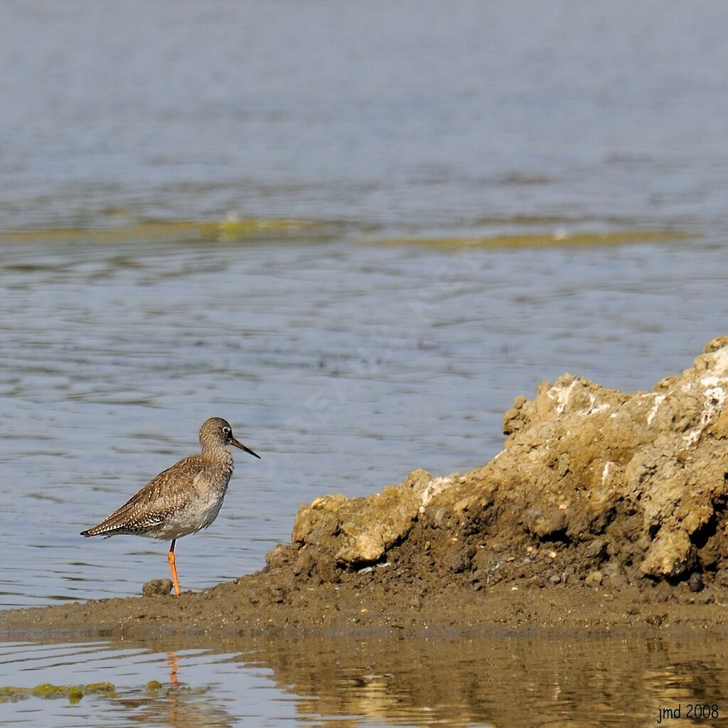 Common Redshank