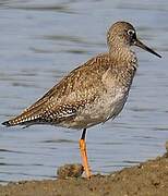 Common Redshank