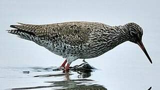 Common Redshank