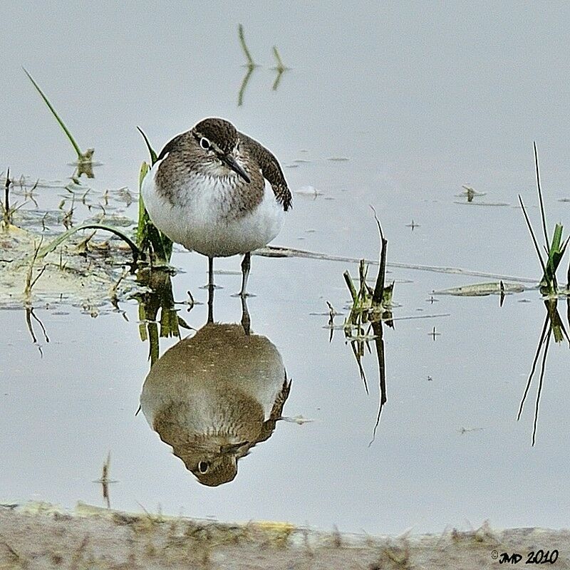 Common Sandpiper