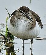 Common Sandpiper