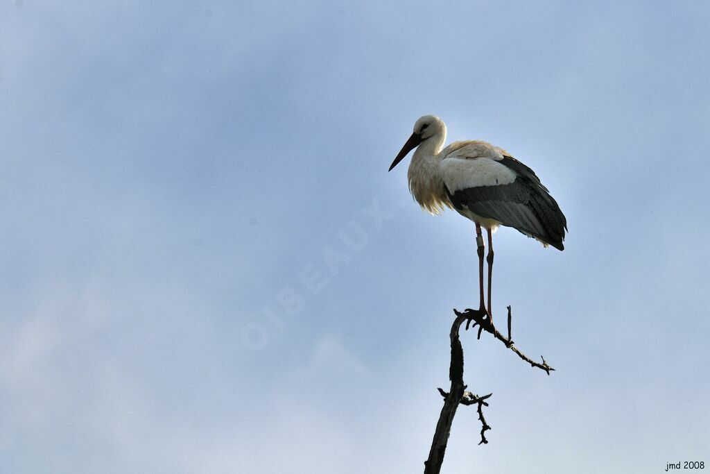 Cigogne blancheadulte