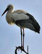 White Stork