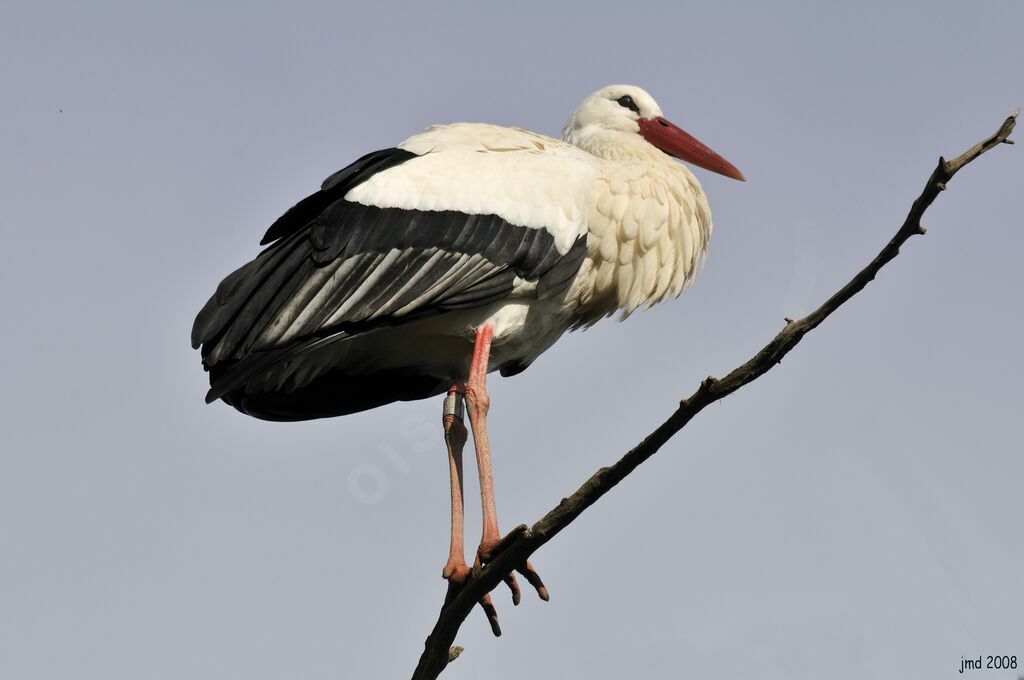 White Storkadult