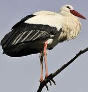 White Stork