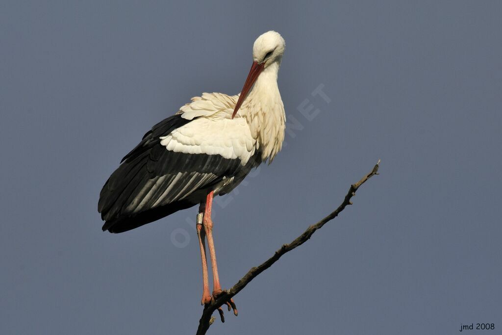 Cigogne blancheadulte