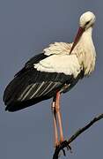 White Stork