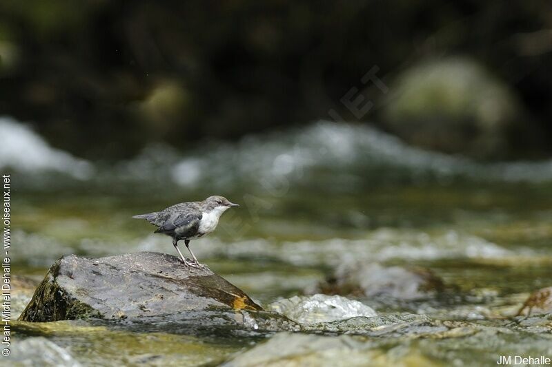 White-throated Dipperjuvenile