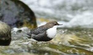 White-throated Dipper