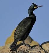 European Shag