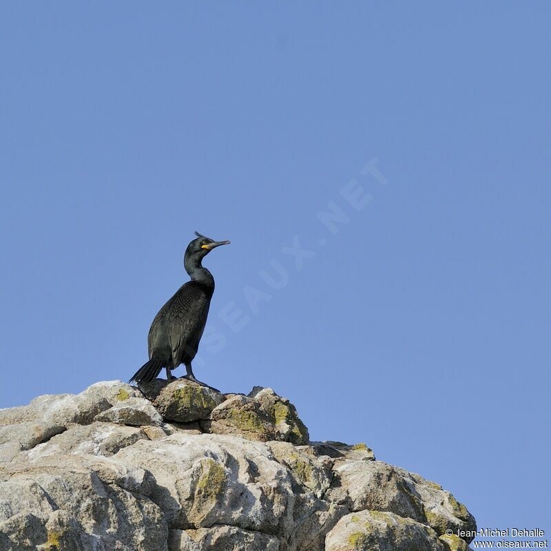 European Shag