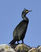 European Shag