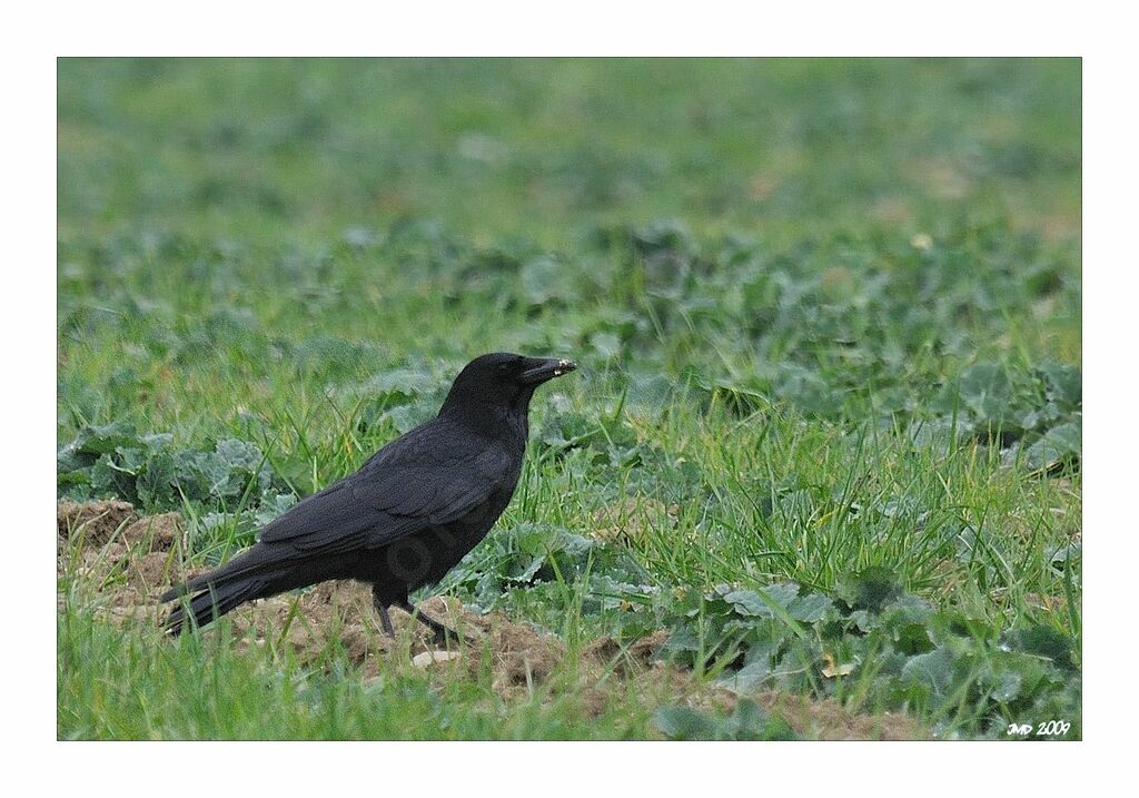 Carrion Crowadult