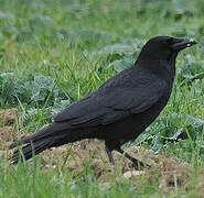 Carrion Crow