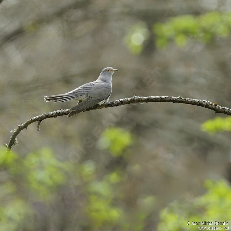 Coucou gris mâle