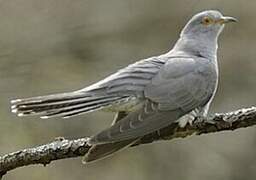 Common Cuckoo