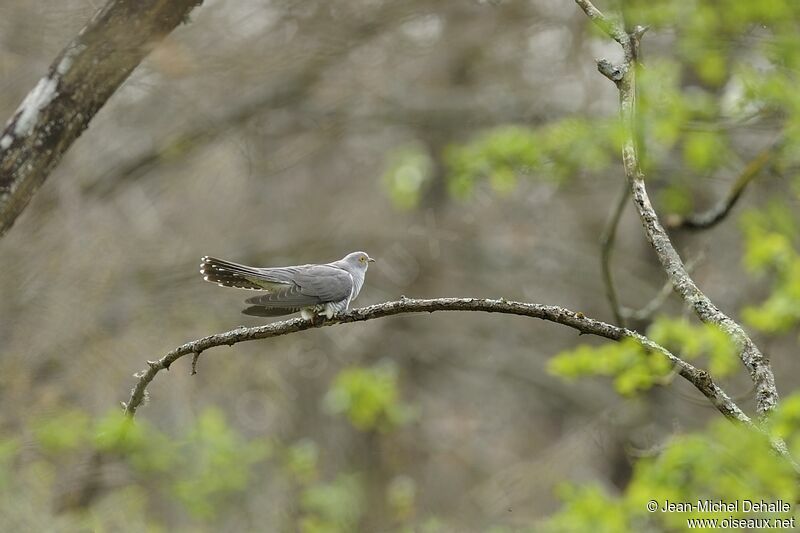 Coucou gris