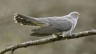 Common Cuckoo