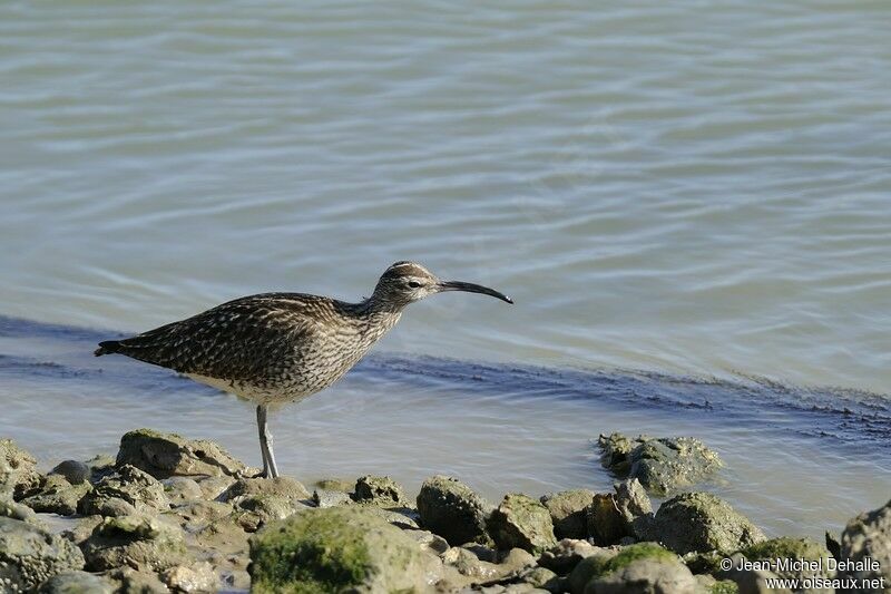 Whimbreladult