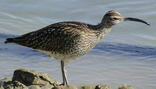 Eurasian Whimbrel