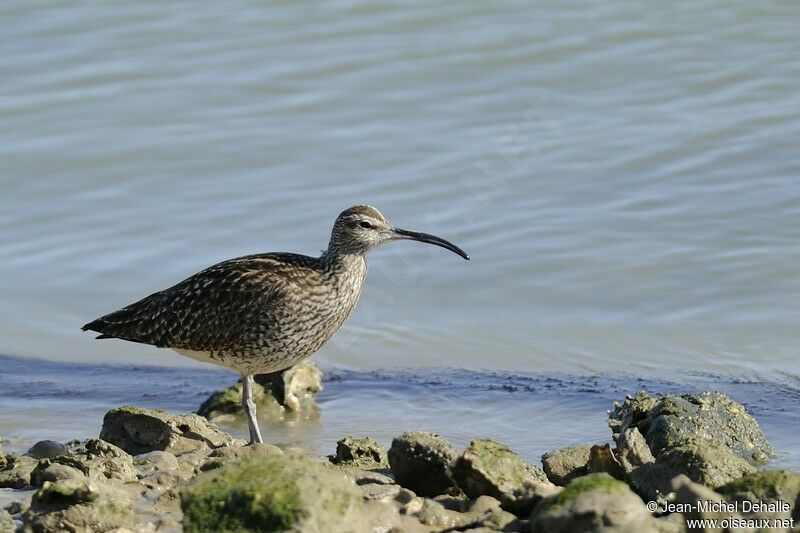 Whimbreladult