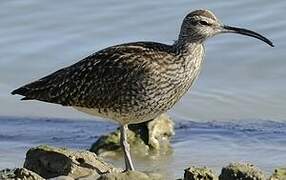 Eurasian Whimbrel