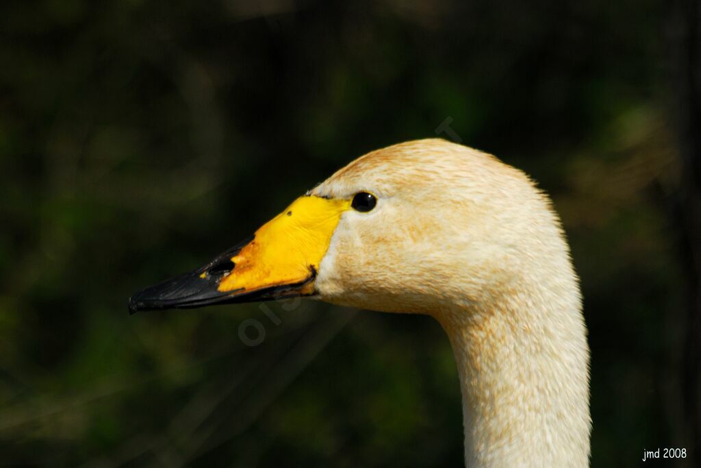 Cygne chanteuradulte