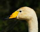 Cygne chanteur