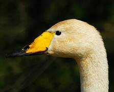 Whooper Swan