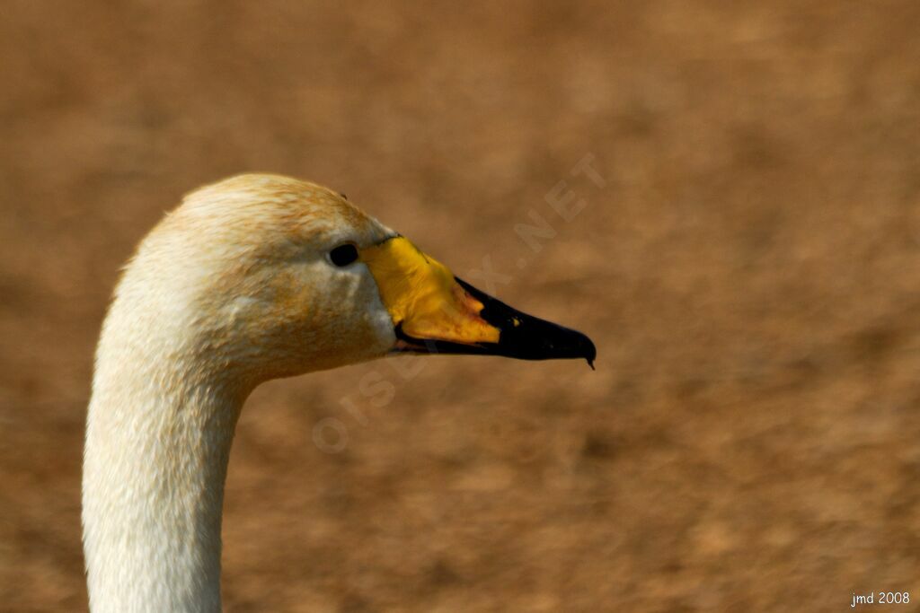 Whooper Swanadult