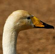 Whooper Swan