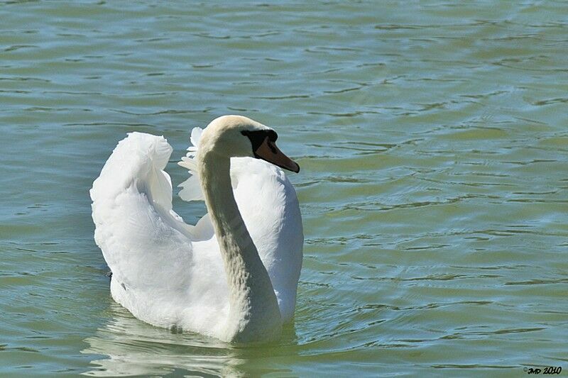 Cygne tuberculé mâle