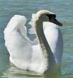 Cygne tuberculé