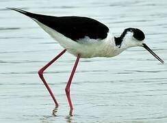 Black-winged Stilt