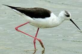 Black-winged Stilt