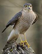 Eurasian Sparrowhawk