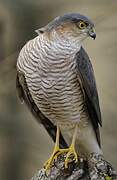 Eurasian Sparrowhawk