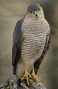 Eurasian Sparrowhawk