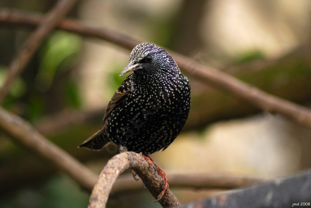 Common Starling