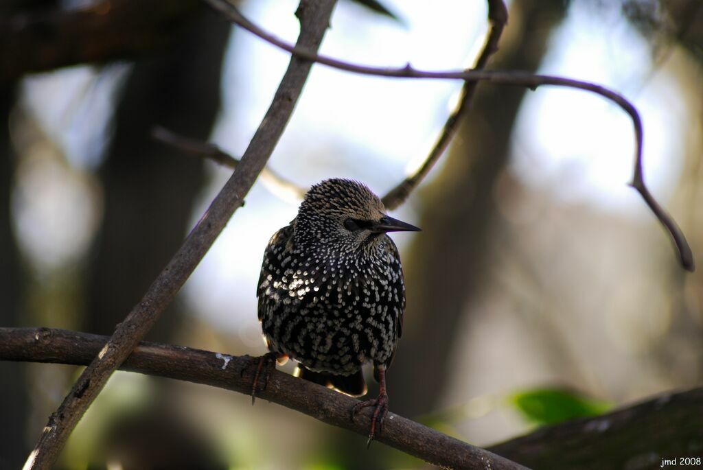 Common Starlingjuvenile