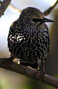 Common Starling