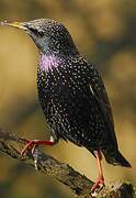 Common Starling