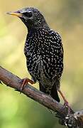 Common Starling