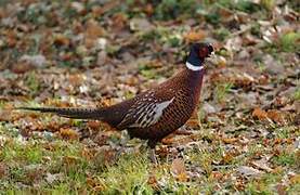 Common Pheasant