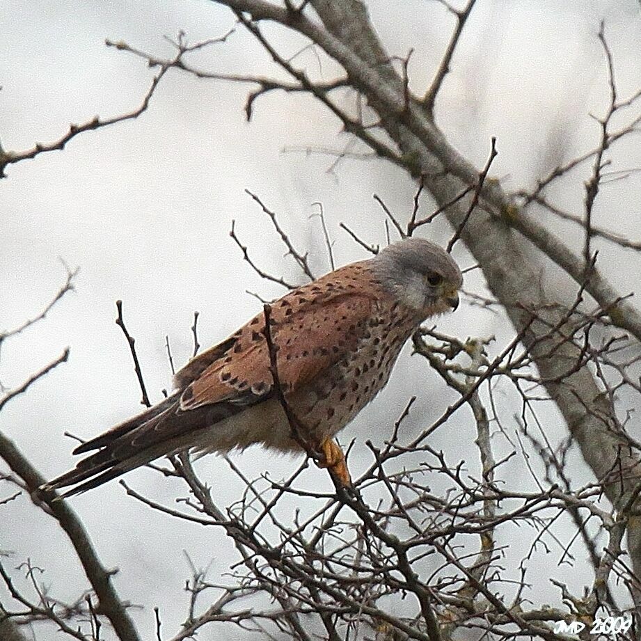 Common Kestrel male