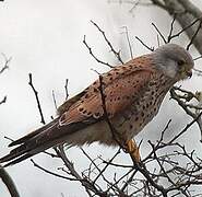 Common Kestrel